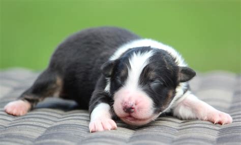 Elevage Des Terres De Khairyaca Eleveur De Chiens Berger Australien