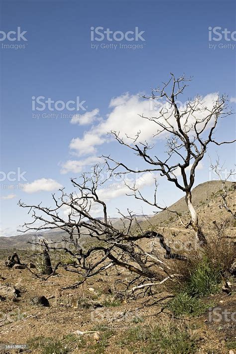 Burnt Tree Silhouette In Desert Stock Photo Download Image Now