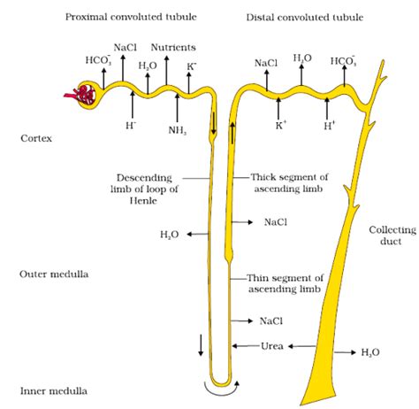 Excretory Products And Their Elimination Class Notes Biology