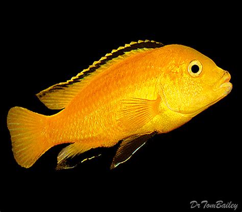 Premium Lake Malawi Electric Yellow Non Mbuna African Cichlid