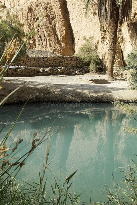 Oase in Sahara stockfoto. Bild von wasser, tropisch, exotisch - 11577364