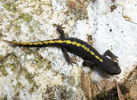 Pyrenean Brook Salamander Calotriton Asper Andre Giraldi Flickr