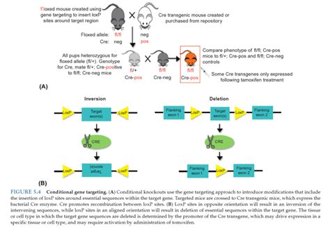 In Cre Loxp System Does Cre Only Cut Homozygous Floxed Allele