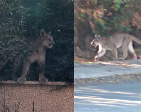 Reportan avistamiento de un puma en Las Vertientes en el Cajón del Maipo