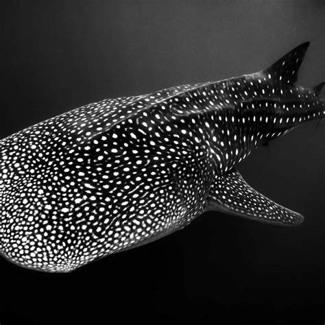 Monochrome Spotted Whale Shark Wall Art | Photography