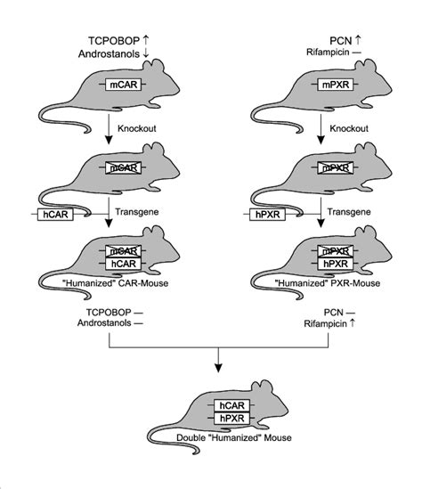 Humanized Mouse Models In Order To Generate Mouse Models That Exhibit