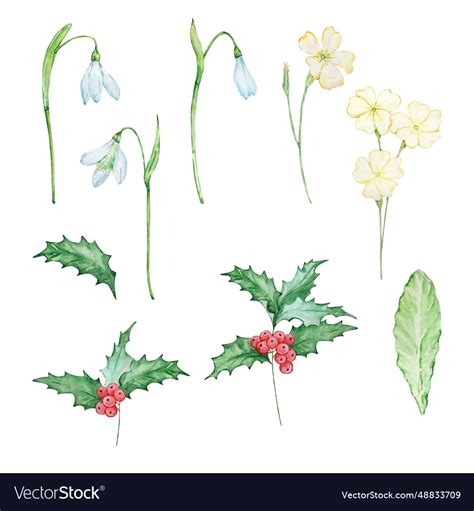 Watercolor Winter Flowers December January Vector Image