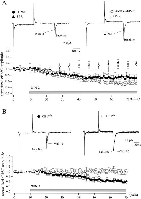 Activation Of The Cannabinoid Receptor Type Decreases Glutamatergic