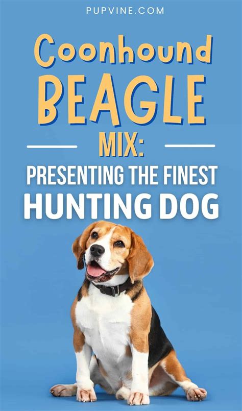 Coonhound Beagle Mix – Is This The Best Beagle Mix?