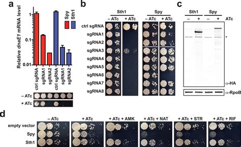 Programmable Transcriptional Repression In Mycobacteria Using An