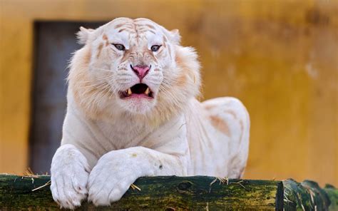 Wallpaper White tiger, face, front view 2880x1800 Picture, Image