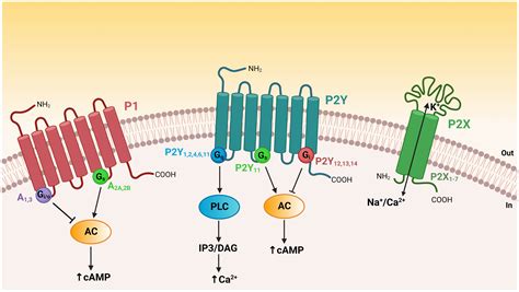 Frontiers Purinergic Signaling In The Male Reproductive Tract