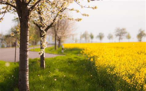 Wallpaper Sunlight Landscape Flowers Nature Grass Sky Field