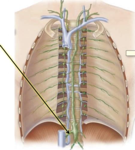 Chapter Lymphatic System Flashcards Quizlet