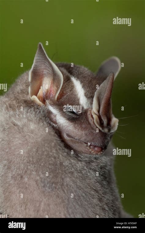 Leaf Nosed Bat Phyllostomidae Amazon Ecuador Stock Photo Alamy