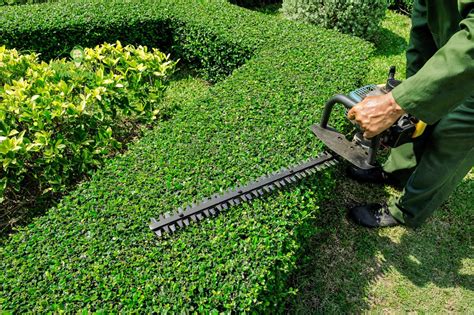 How To Choose The Best Hedge Trimmer Jim S Mowing