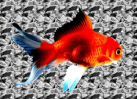 Trippy Fish by homeyitoastedthekids on DeviantArt