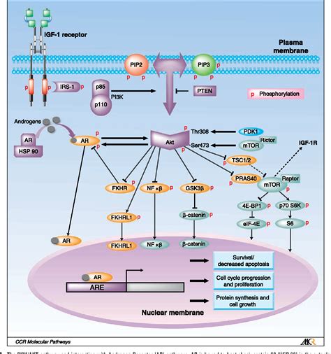 Figure 1 From Targeting The Pi3kakt Pathway For The Treatment Of Prostate Cancer Semantic Scholar