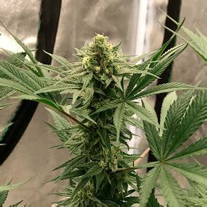 Acheter Graines De Cannabis Royal Highness CBD Royal Queen Seeds