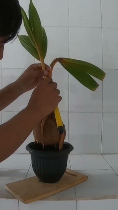 Proses Awal Pembuatan Bonsai Kelapa Bonsaiindonesia