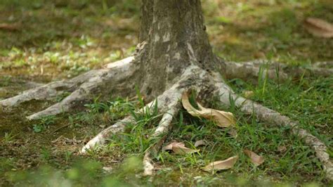 How To Tell If Your Tree Is Dying Timber Works Tree Care