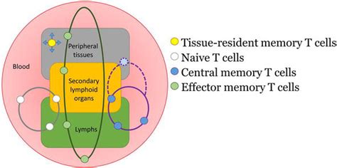 Resident Memory T Cells Intechopen