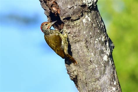 Mombasa Woodpecker Holmen Birding Safaris