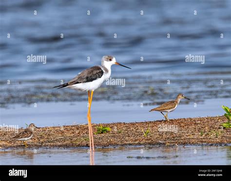 A Black Winged Stilt Himantopus Himantopus And Two Common Sandpipers