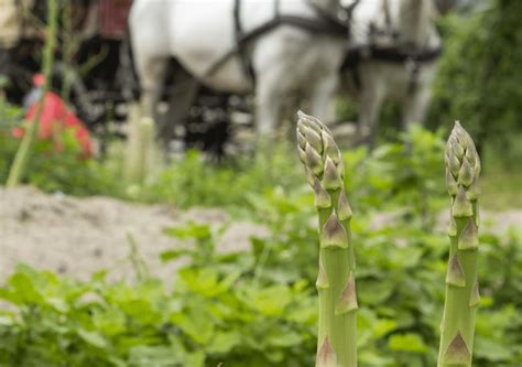 Terlaner Spargelzeit Spargelzeit