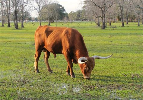 Longhorn Cattle | Texas Longhorn Cattle at Houston Farm & Ranch ...