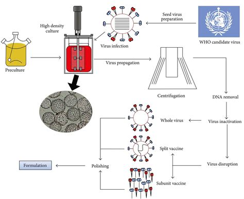 Human Cell Cultures In Vaccines Pictures