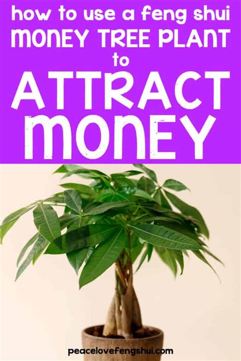 How To Use A Feng Shui Money Tree To Attract Wealth And Abundance