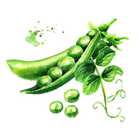 Green Fresh Peas With Leaf Watercolor Hand Drawn Illustration