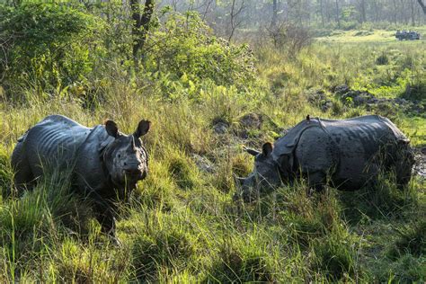 Nepal Tigers Of Chitwan And Bardia National Parks Naturetrek