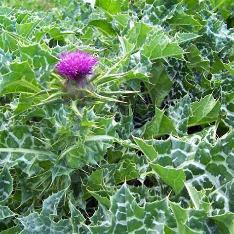 Milk Thistle Energenetics Old World Farm