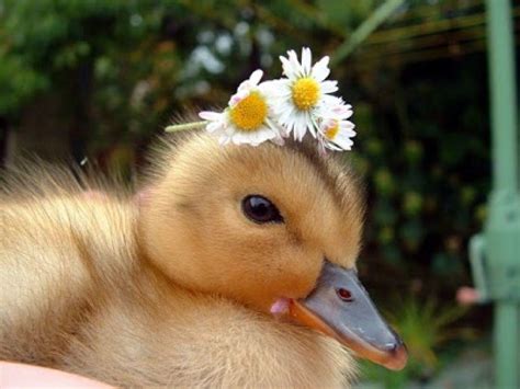 10 Photos Of Animals Wearing Flower Crowns To E