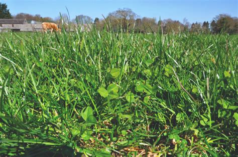 Pasturas La refertilización como estrategia para optimizar el rebrote