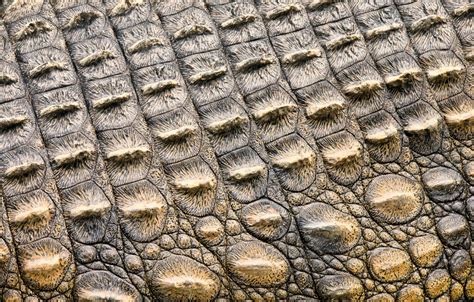 Wallpaper Leather Crocodile Texture Leather Crocodile Skin Images