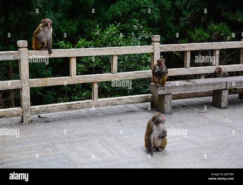 Monkeys at forest in Zhangjiajie National Park, Hunan, China Stock ...