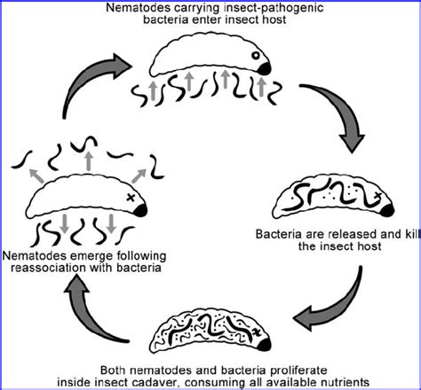 Representation Of The Life Cyle Of Entomopathogenic Nematodes After