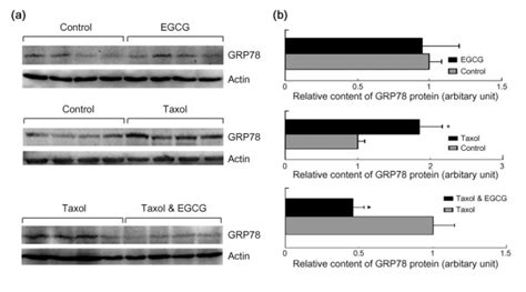 Egcg Overcomes Taxol Induced Grp78 Expression In Tumors Cell Lysates