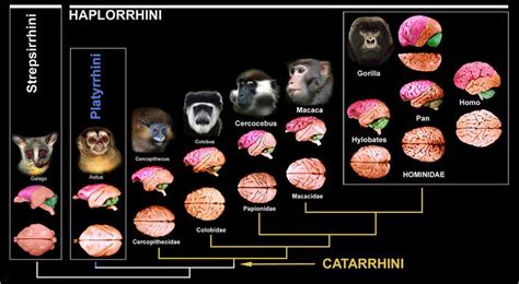 Catarrhini - Alchetron, The Free Social Encyclopedia