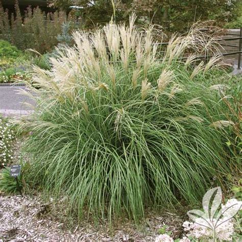 Adagio Grass Premier Nursery