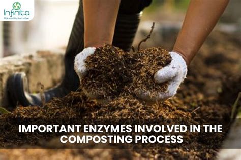 Important Enzymes Involved In The Composting Process Infinita Biotech