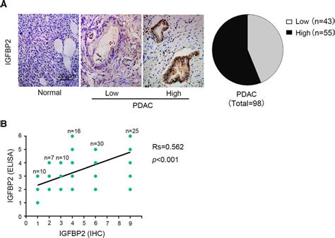 Expression Of Insulin Like Growth Factor Binding Protein Igfbp Is