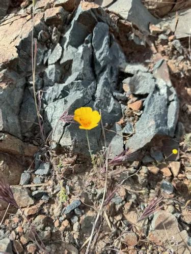 Best Forest Trails In Phoenix Sonoran Desert Preserve Alltrails