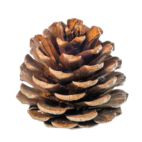 Beautiful Cedar Pine Cone Is Isolated On White Background Close Stock