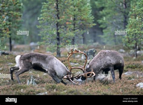 Fighting reindeer (Rangifer tarandus) in the rut (Eurasian Tundra) (Ren ...