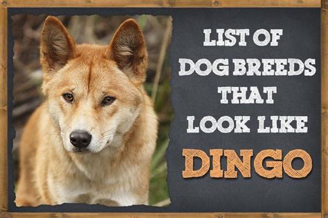 Dog Breeds That Look Like Dingo (+ Facts About Dingo) | ZooAwesome