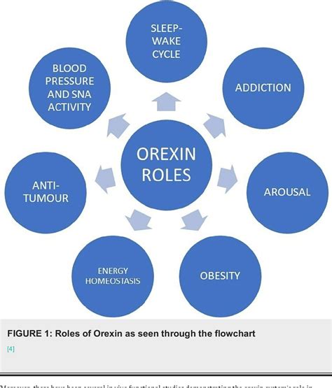 Figure 1 From Physiological Role Of Orexin Hypocretin In The Human Body